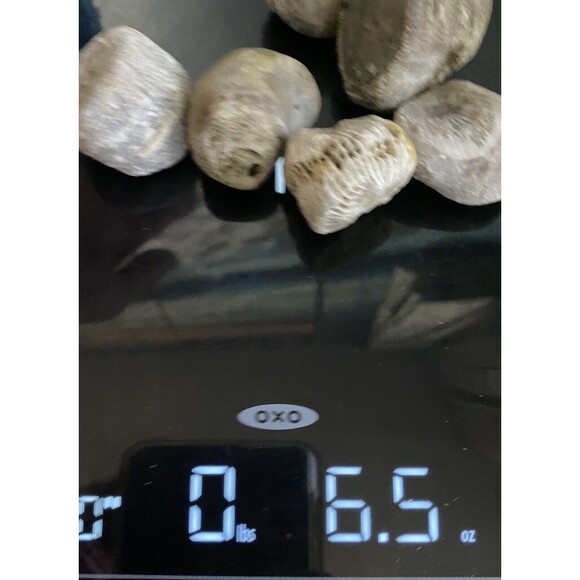 6 Fossilized Horn Coral Lake Superior Mi - Picture 4 of 4